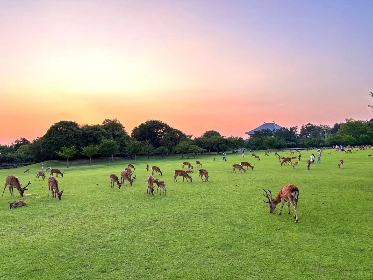 奈良公園
